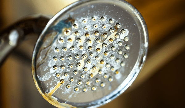 Image of a showerhead covered in limestone.